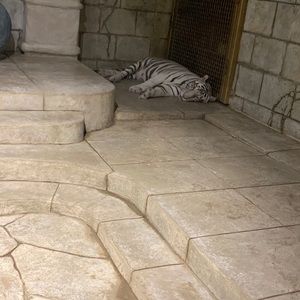 Meet your Posher, Noel